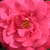 Różowy  - Róże rabatowe floribunda - Dauphine